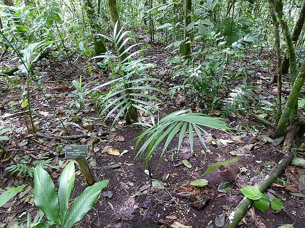 نخل آسای جنگلی